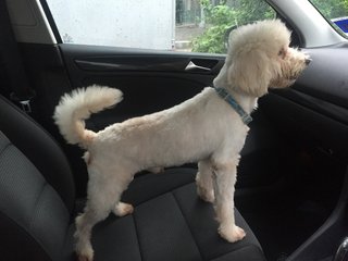 Scruffy - Poodle + West Highland White Terrier Westie Dog