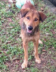 Hershey  - Terrier Mix Dog