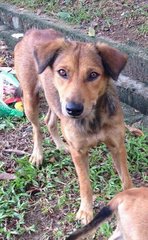 Hershey  - Terrier Mix Dog