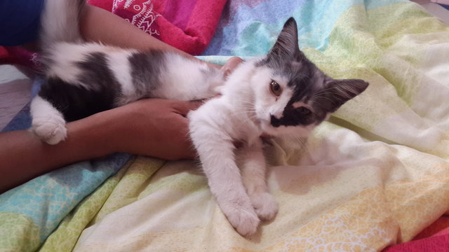 Misu, Abang, Baby - Domestic Medium Hair Cat