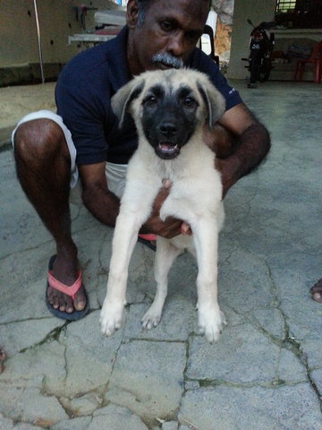 Meenu - German Shepherd Dog Mix Dog