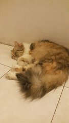 Maya &amp; Muezza - Persian + Domestic Long Hair Cat