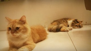 Maya &amp; Muezza - Persian + Domestic Long Hair Cat