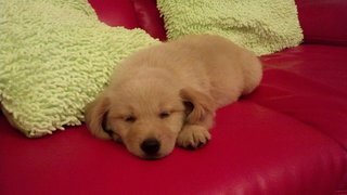 Ashly - Golden Retriever Dog