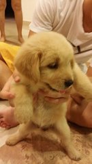 Ashly - Golden Retriever Dog