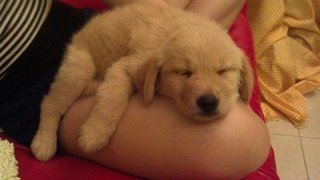 Ashly - Golden Retriever Dog