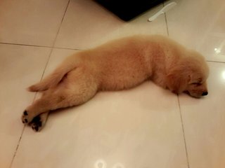 Ashly - Golden Retriever Dog