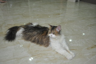 Miu Miu - Persian Cat