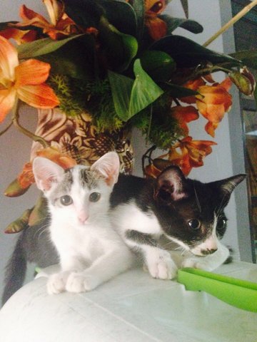 Soy And Oreo - Domestic Short Hair Cat