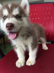 Copper Color Husky - Siberian Husky Dog