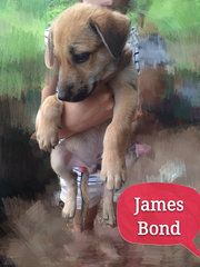 James Bond, apprx.2mths old