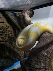 Albino Ball Python - Snake Reptile