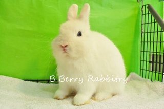 Netherland Dwarf - Bew30 - Netherland Dwarf Rabbit