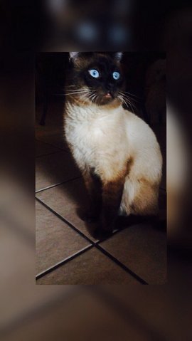 Siamese Cat Found - 8 Years 6 Months, Gizmo from Phoenix, Arizona