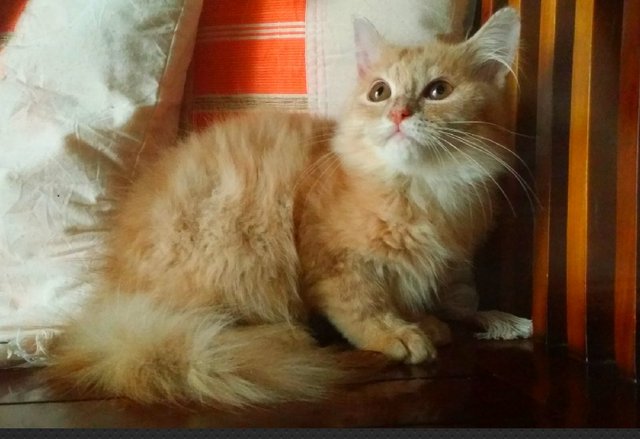 Ricky - Domestic Long Hair + Persian Cat