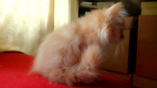 Ricky - Domestic Long Hair + Persian Cat