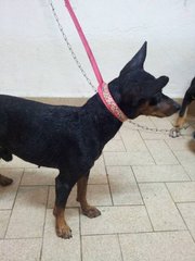 Pinchy - Miniature Pinscher Dog