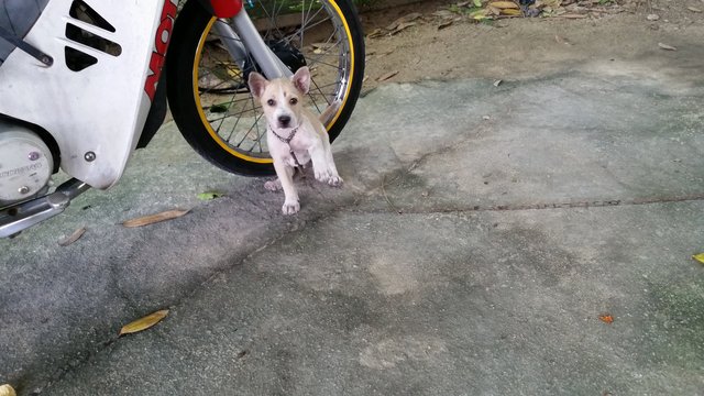 Boy Boy - Mixed Breed Dog