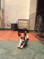 Jack Russell Terrier (Bonny) - Jack Russell Terrier Dog