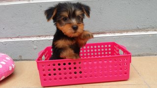 Yorkshire Terrier Female  - Yorkshire Terrier Yorkie Dog