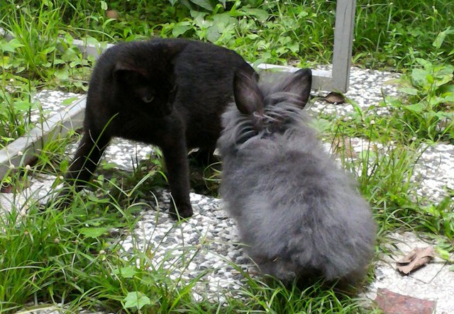 Fyeina - Angora Rabbit + Lionhead Rabbit