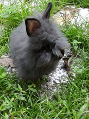 Fyeina - Angora Rabbit + Lionhead Rabbit