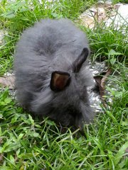 Fyeina - Angora Rabbit + Lionhead Rabbit