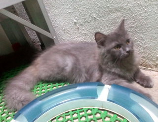 Pastelgrey Russet - Domestic Long Hair Cat