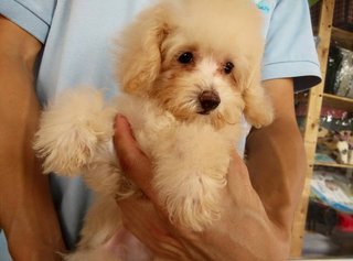 Cream Toy Poodle - Poodle Dog