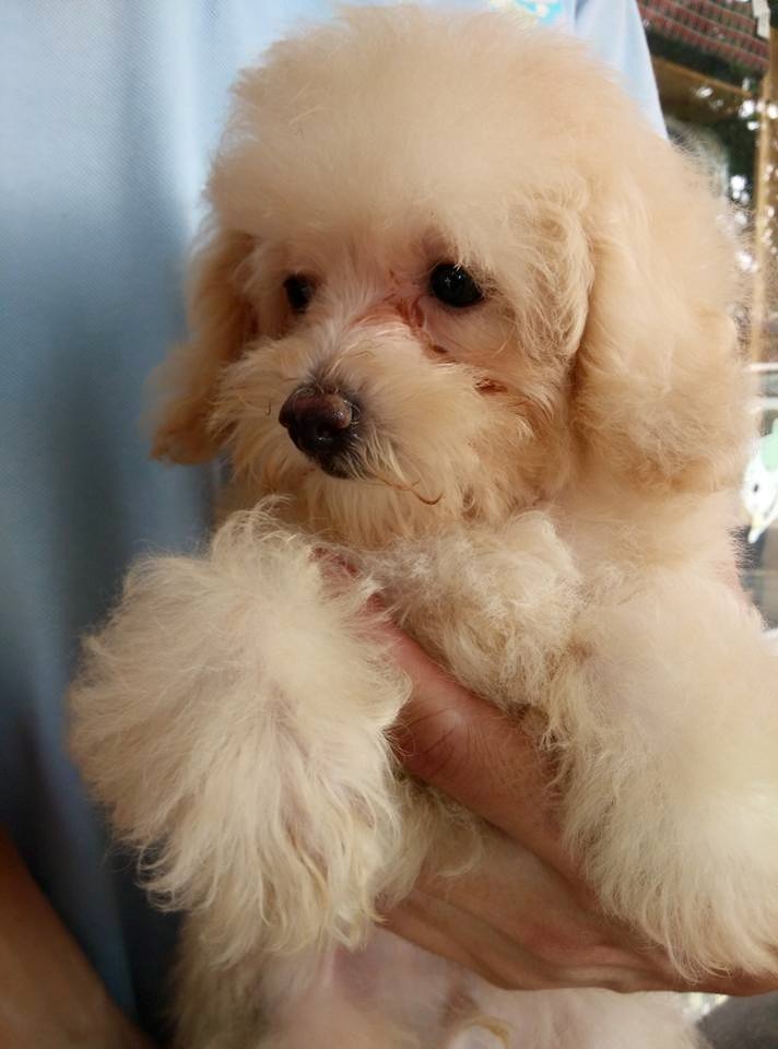 Poodle Puppy Sold - 4 Years 4 Months, Cream Toy Poodle from Setapak