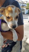 Junior Adopted - Mixed Breed Dog