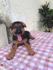 German Shepherd Puppy Import  - German Shepherd Dog Dog