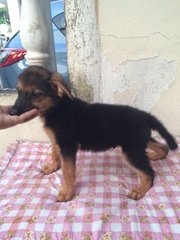 German Shepherd Puppy Import  - German Shepherd Dog Dog