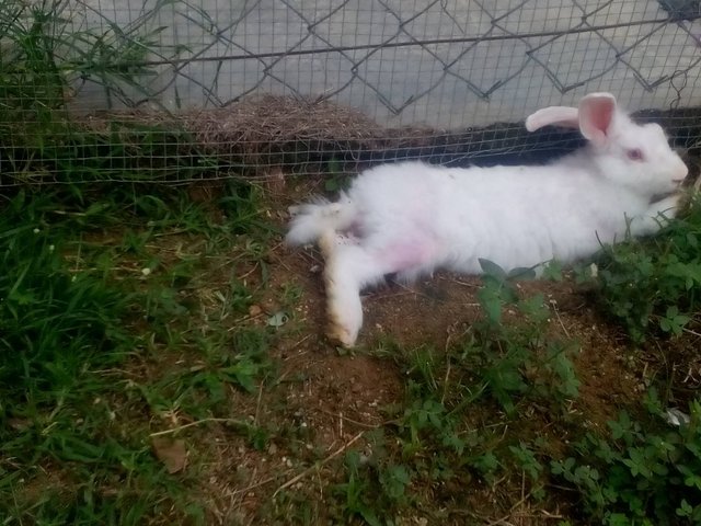 New Zealand White Rabbits - New Zealand Rabbit