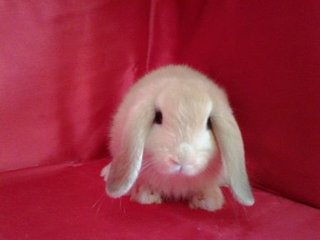 Holland Lop Rabbit - Holland Lop Rabbit