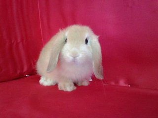 Holland Lop Rabbit - Holland Lop Rabbit