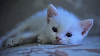 Kittens (Different Ages &amp; Colours) - Domestic Short Hair Cat