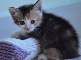 Kittens (Different Ages &amp; Colours) - Domestic Short Hair Cat