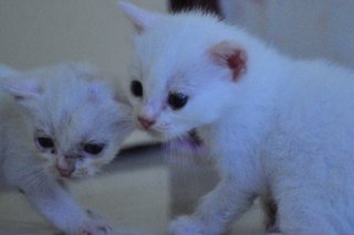 Kittens (Different Ages &amp; Colours) - Domestic Short Hair Cat