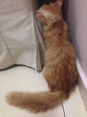 Pillo - Domestic Long Hair Cat