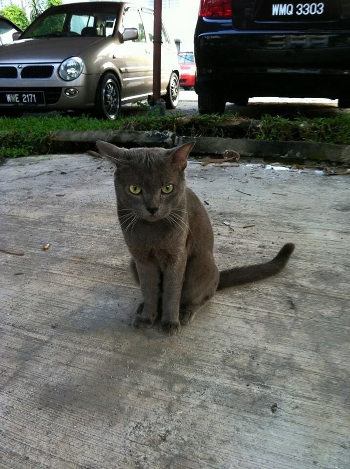 Russian Blue Cat Lost - 10 Years, Blue from Klang, Selangor - PetFinder.my