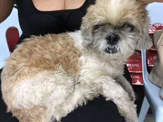 Shih Tzu - Shih Tzu Dog