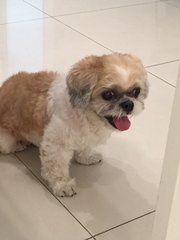 Shih Tzu - Shih Tzu Dog