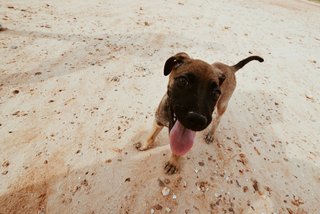 Wally - Mixed Breed Dog