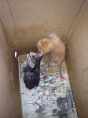 Unnamed 3 Kittens (Adopted By Dani) - Domestic Medium Hair Cat