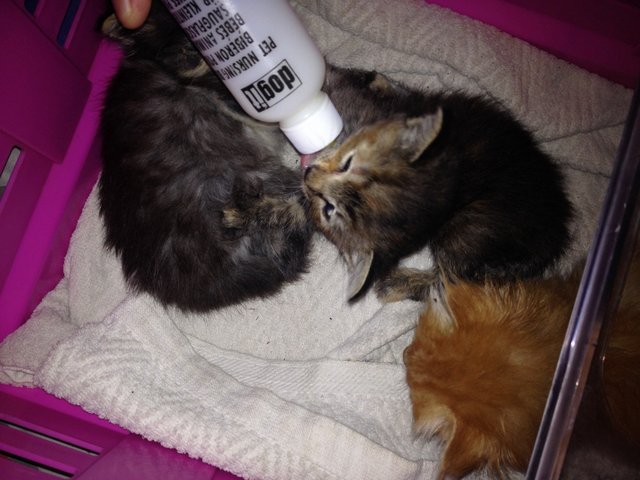 Unnamed 3 Kittens (Adopted By Dani) - Domestic Medium Hair Cat