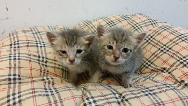 Gray Kittens - Domestic Short Hair Cat