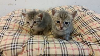 Gray Kittens - Domestic Short Hair Cat