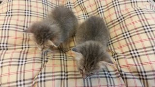 Gray Kittens - Domestic Short Hair Cat