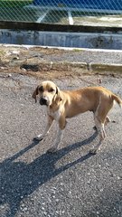 German Shorthaired Pointer Mixed - German Shorthaired Pointer Mix Dog